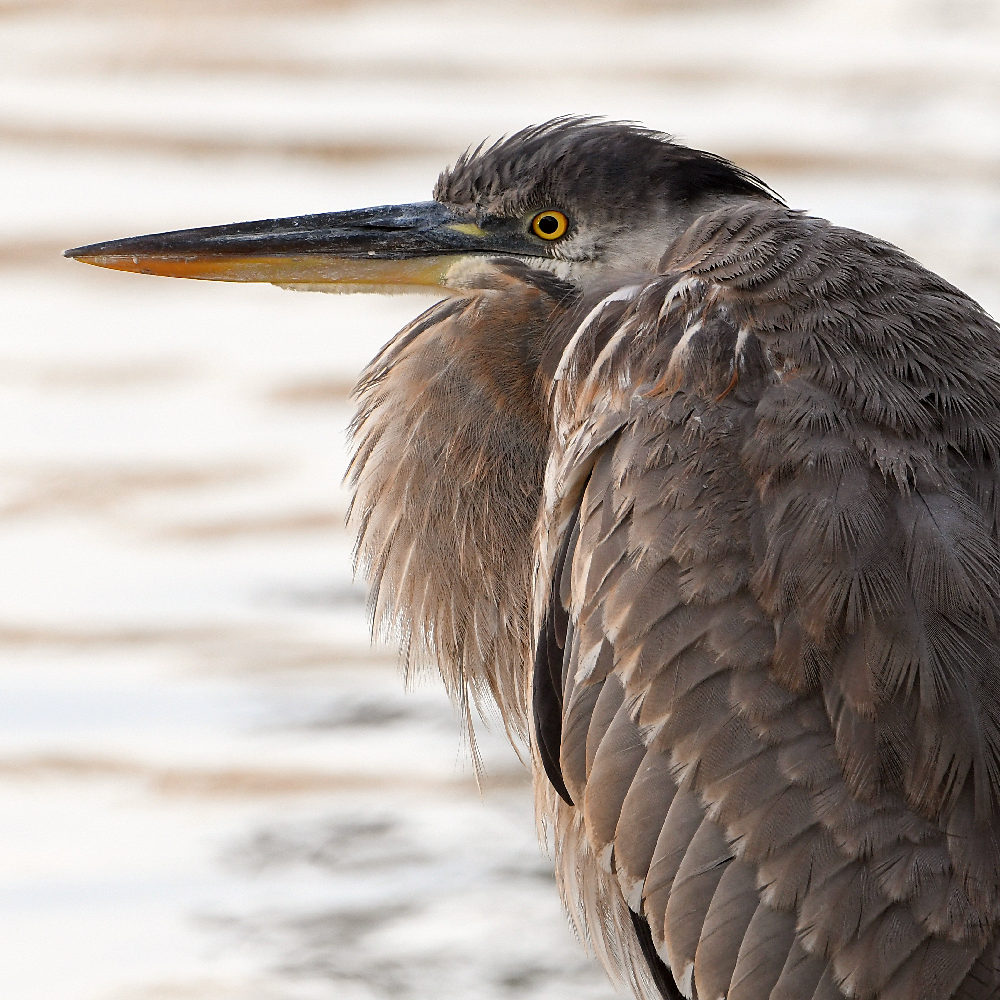 BlueHeron.jpg