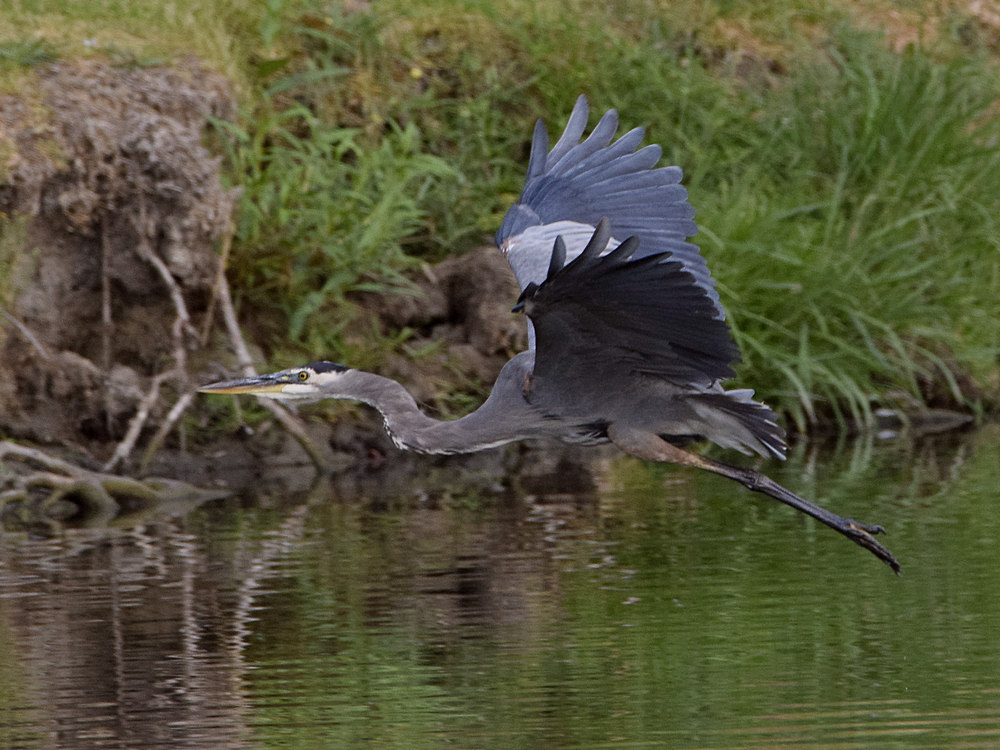 BlueHeron.jpg