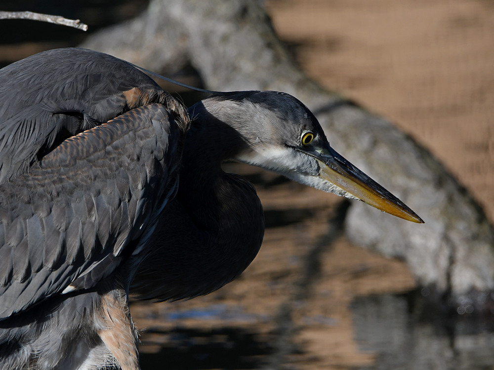 BlueHeron.JPG