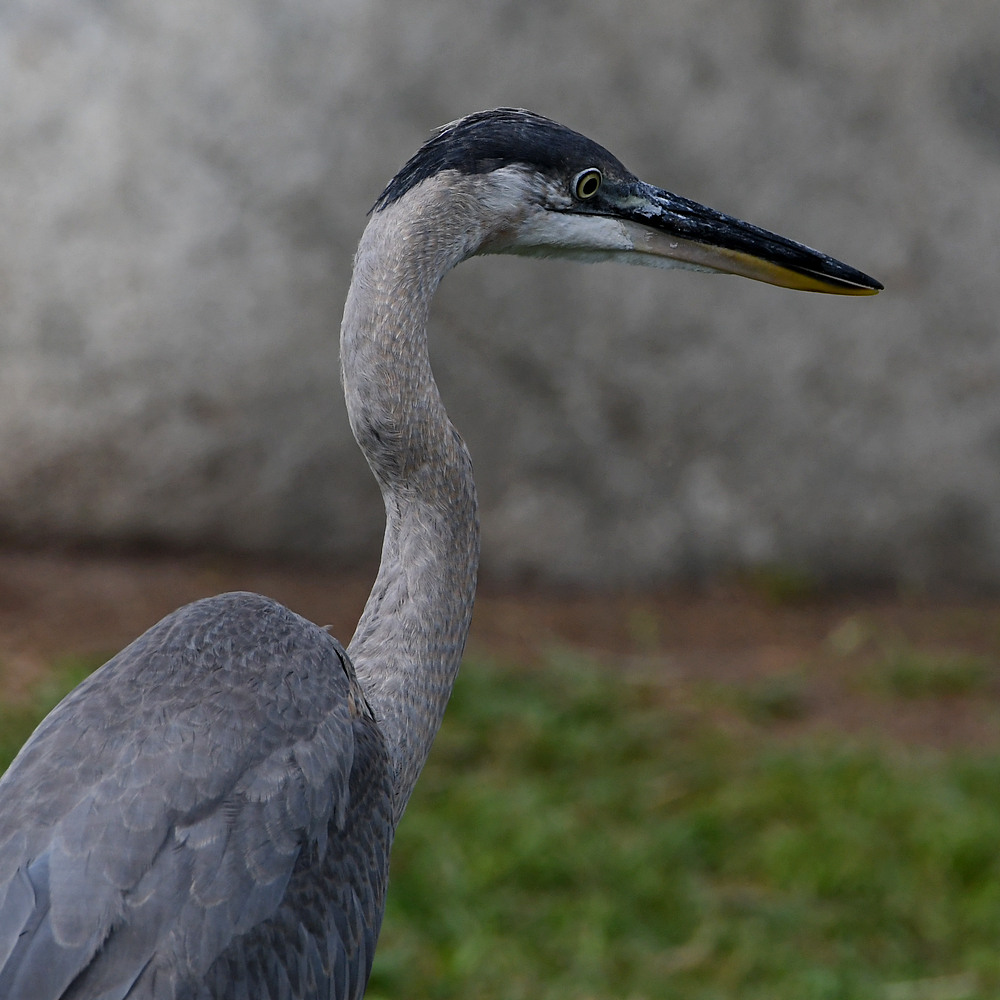BlueHeron.jpg
