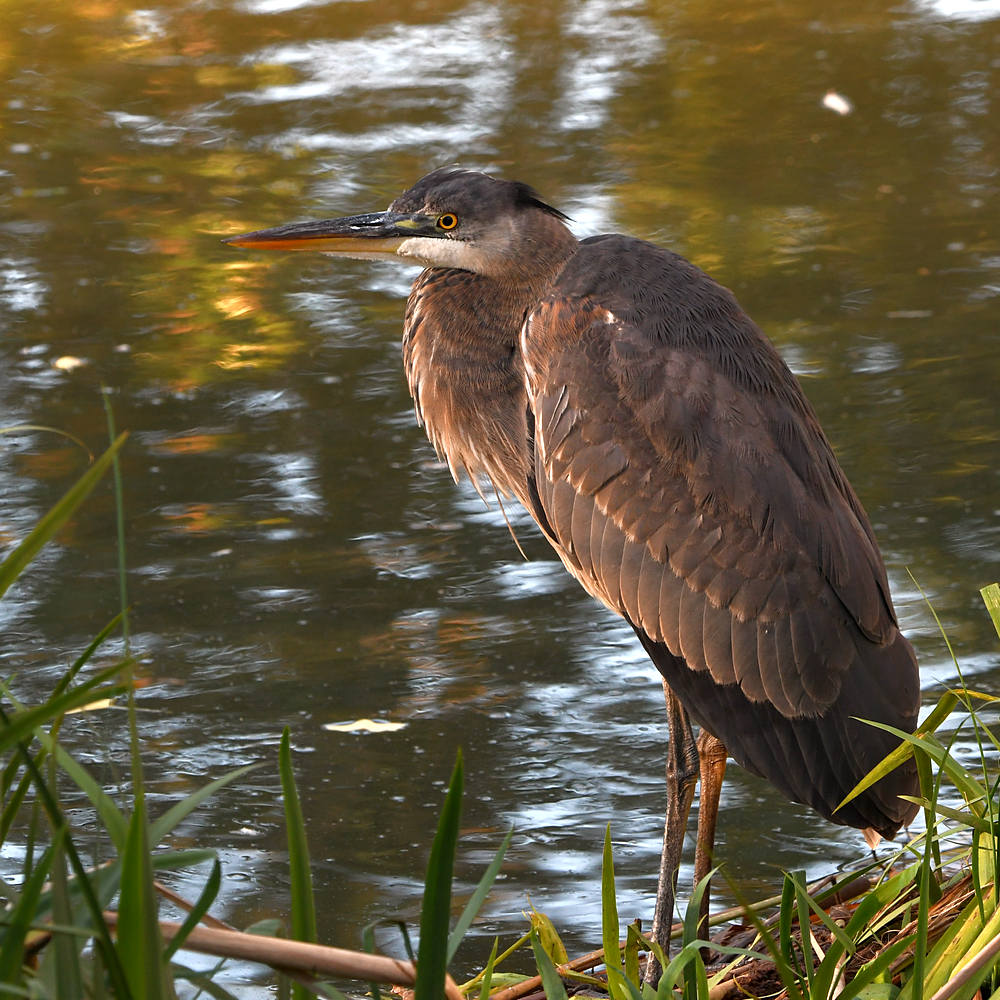 BlueHeron.jpg