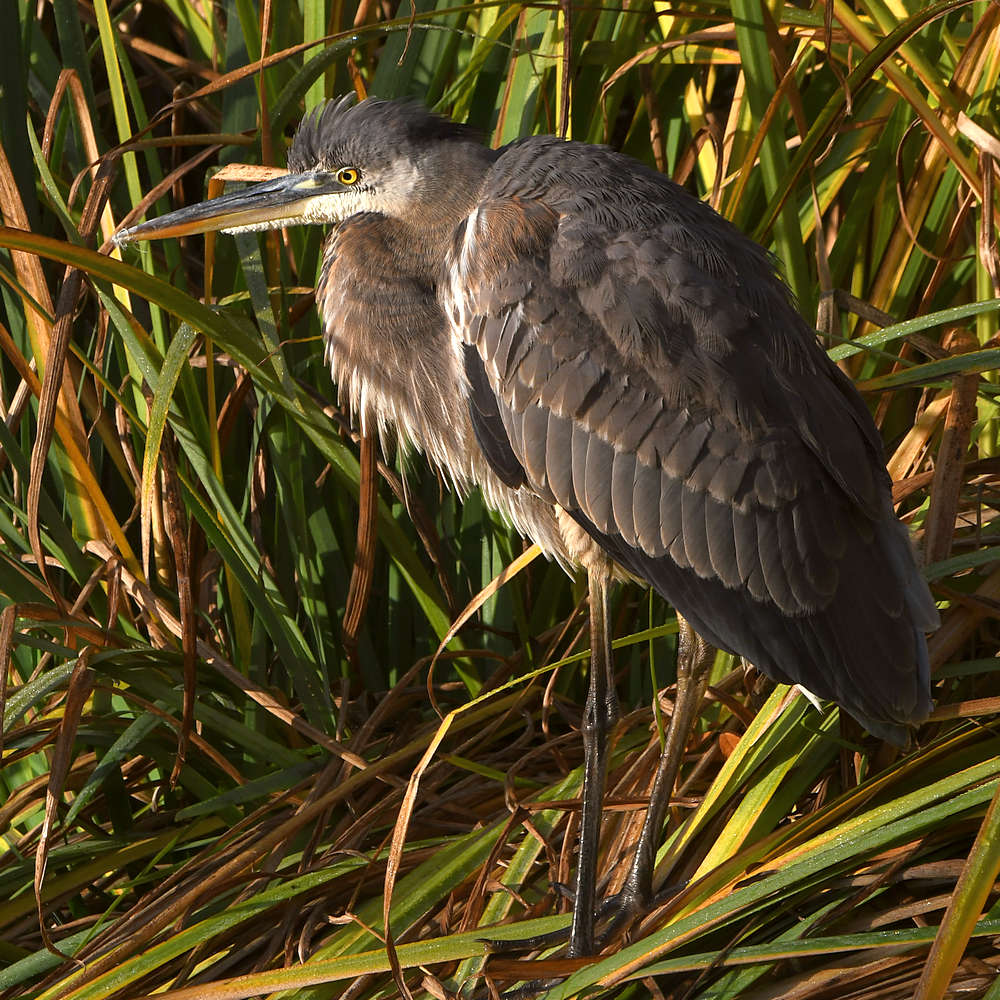 BlueHeron.jpg