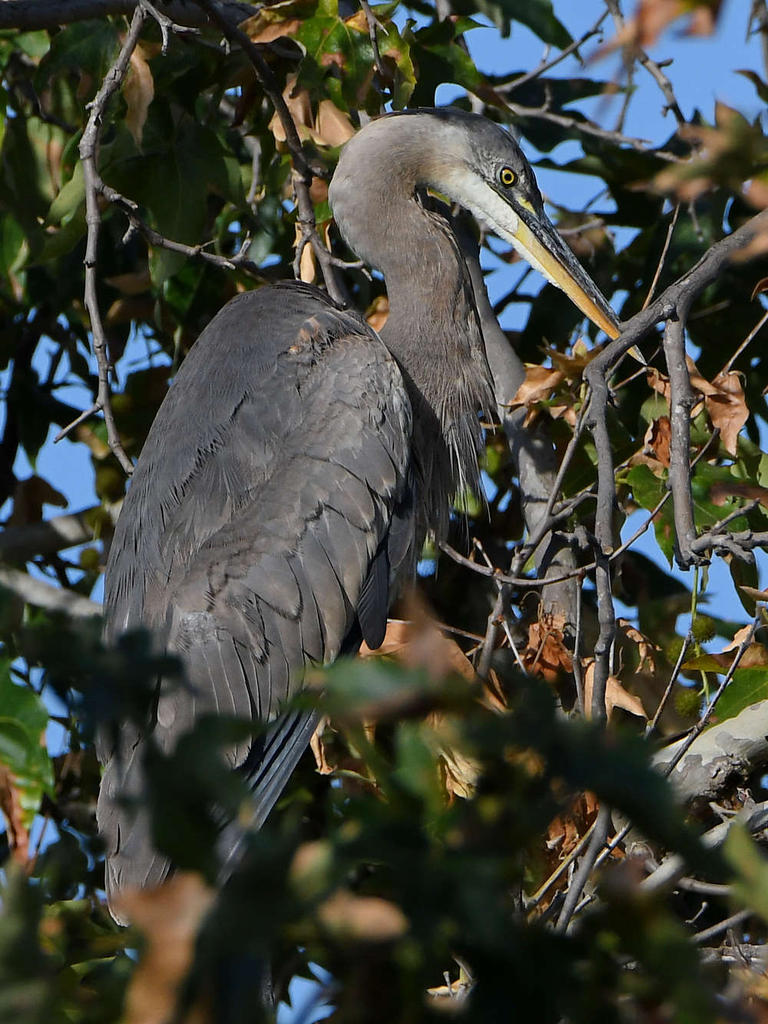 BlueHeron.jpg