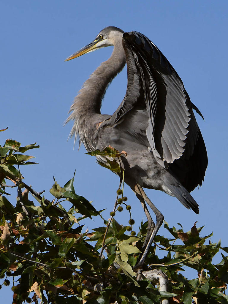BlueHeron.jpg