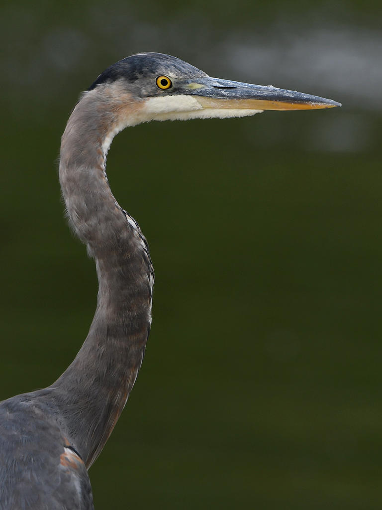 BlueHeron.jpg