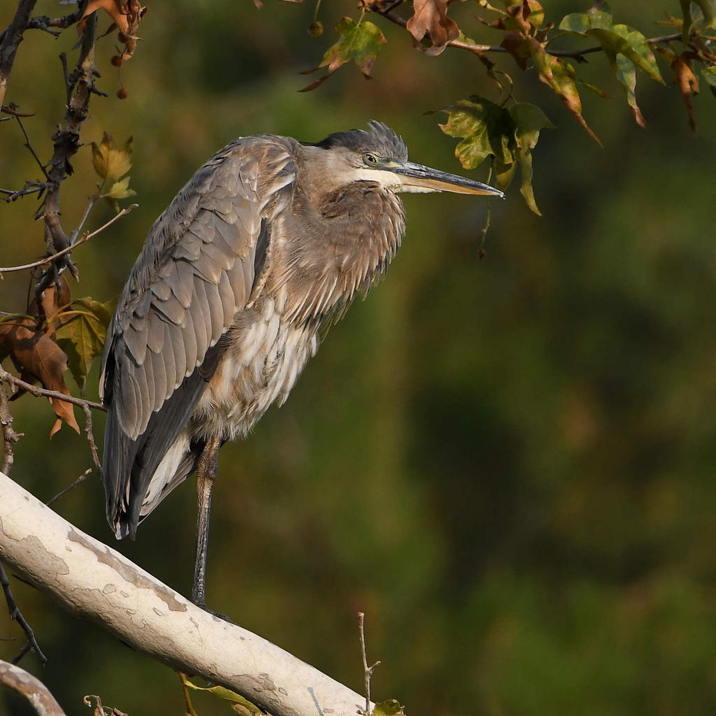 BlueHeron.jpg