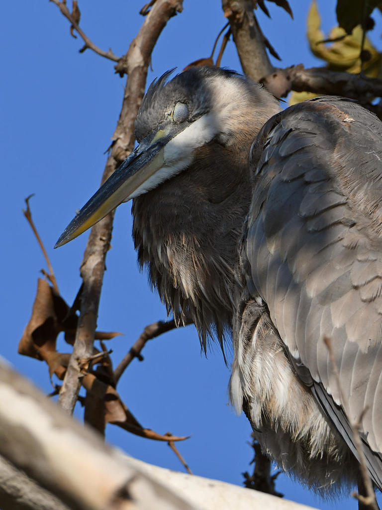 BlueHeron.jpg