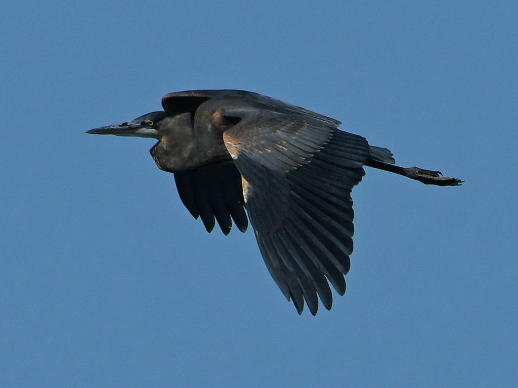 BlueHeron.jpg