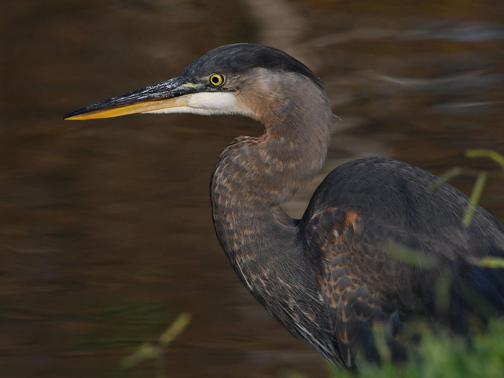 BlueHeron.jpg