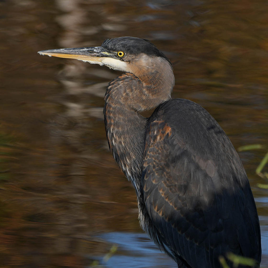 BlueHeron.jpg