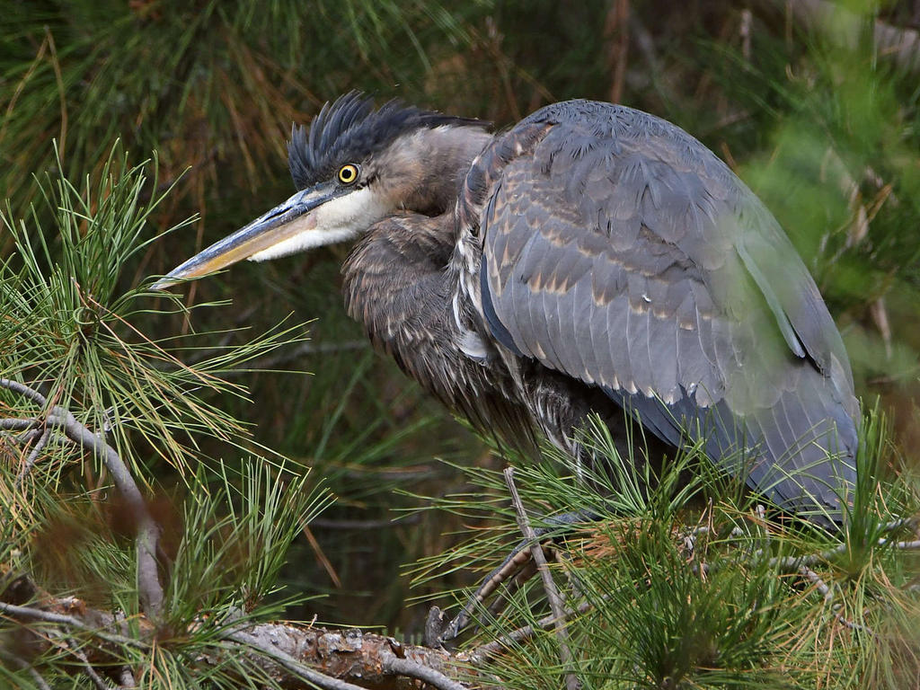 BlueHeron.jpg
