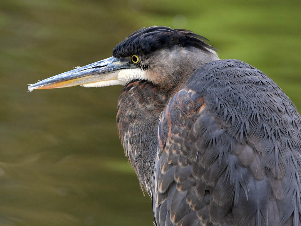 BlueHeron.jpg
