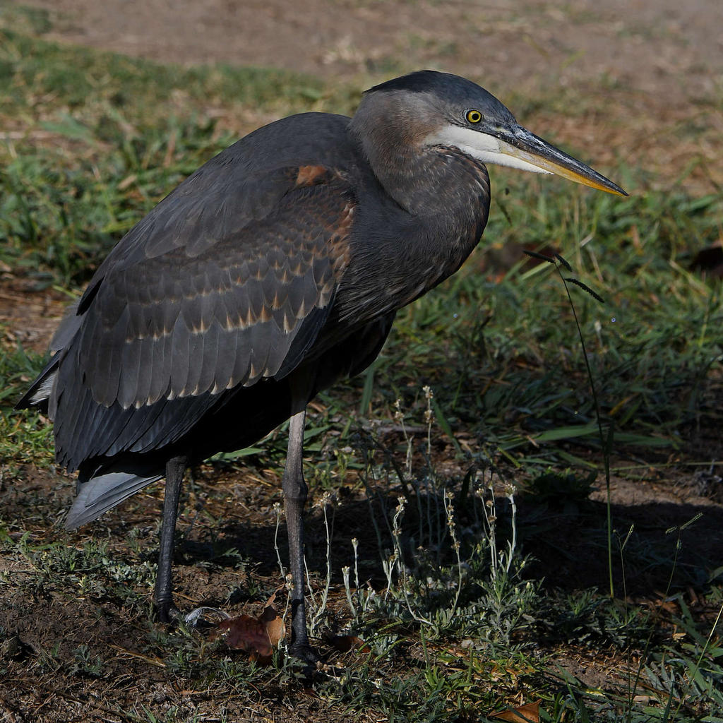 BlueHeron.jpg