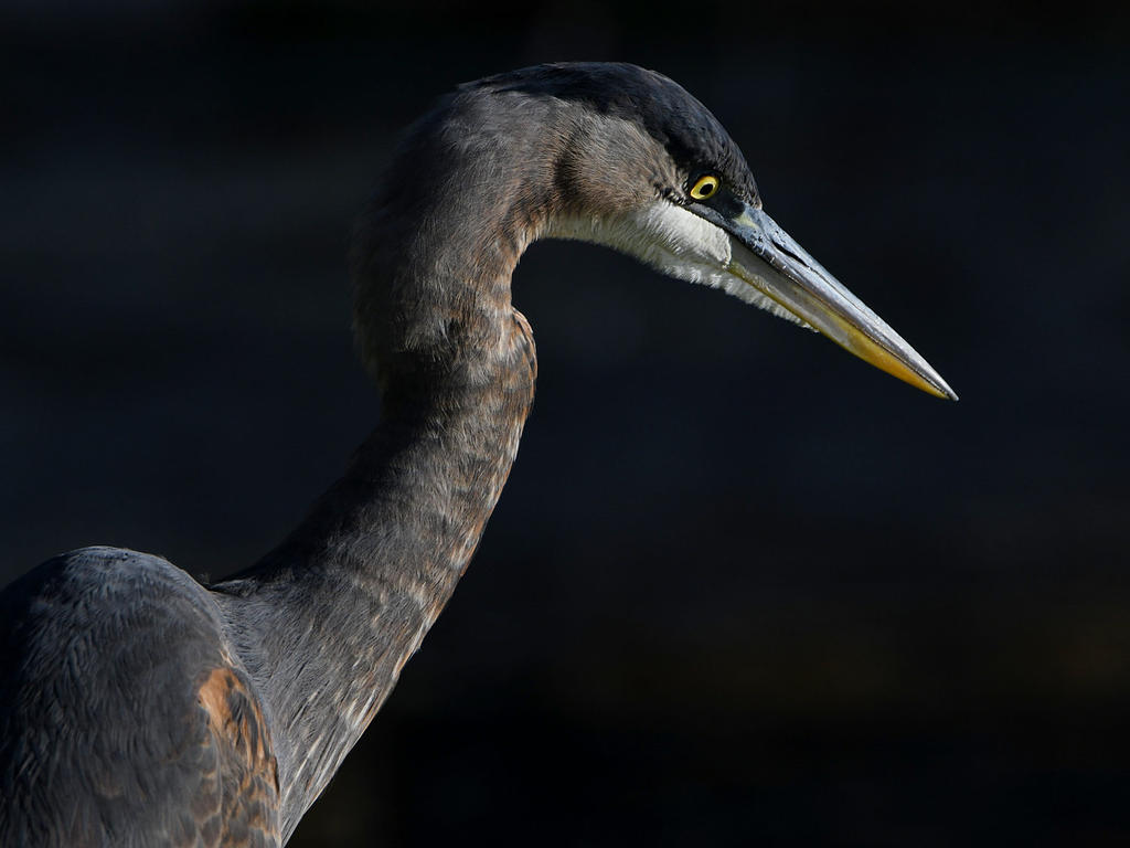 BlueHeron.jpg