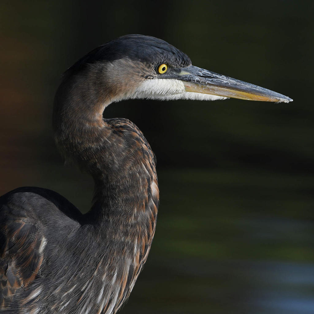BlueHeron.jpg