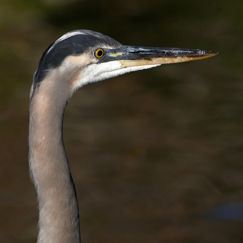 BlueHeron.jpg