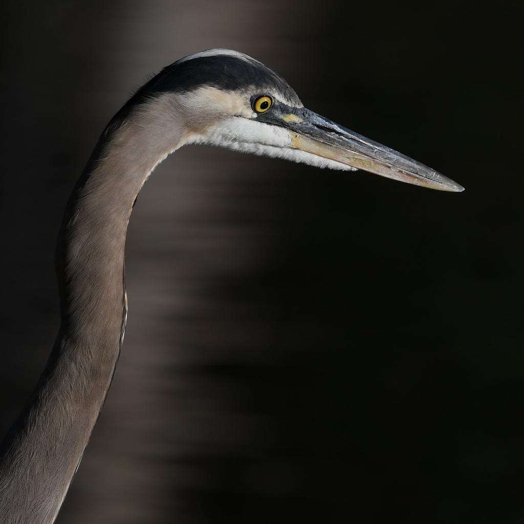 BlueHeron.jpg