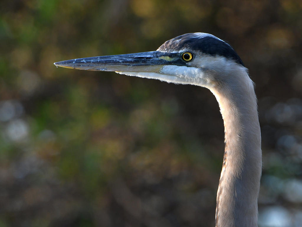 BlueHeron.jpg