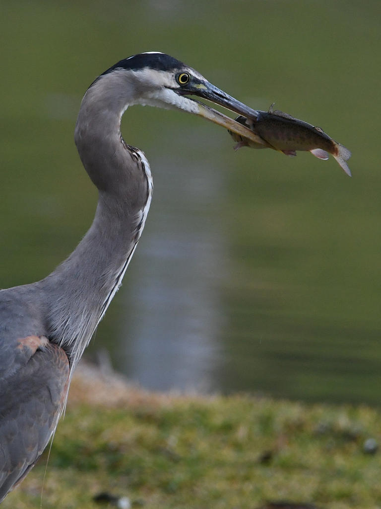 BlueHeron.jpg