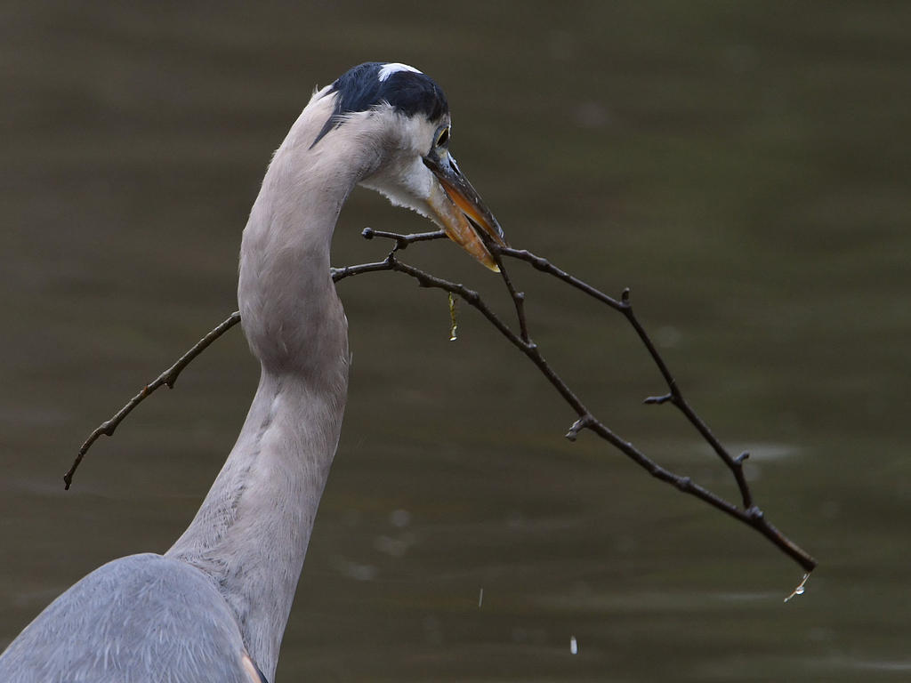 BlueHeron.jpg