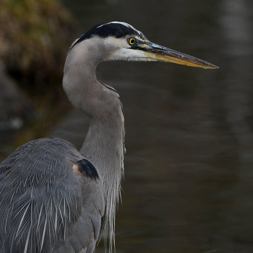BlueHeron.jpg