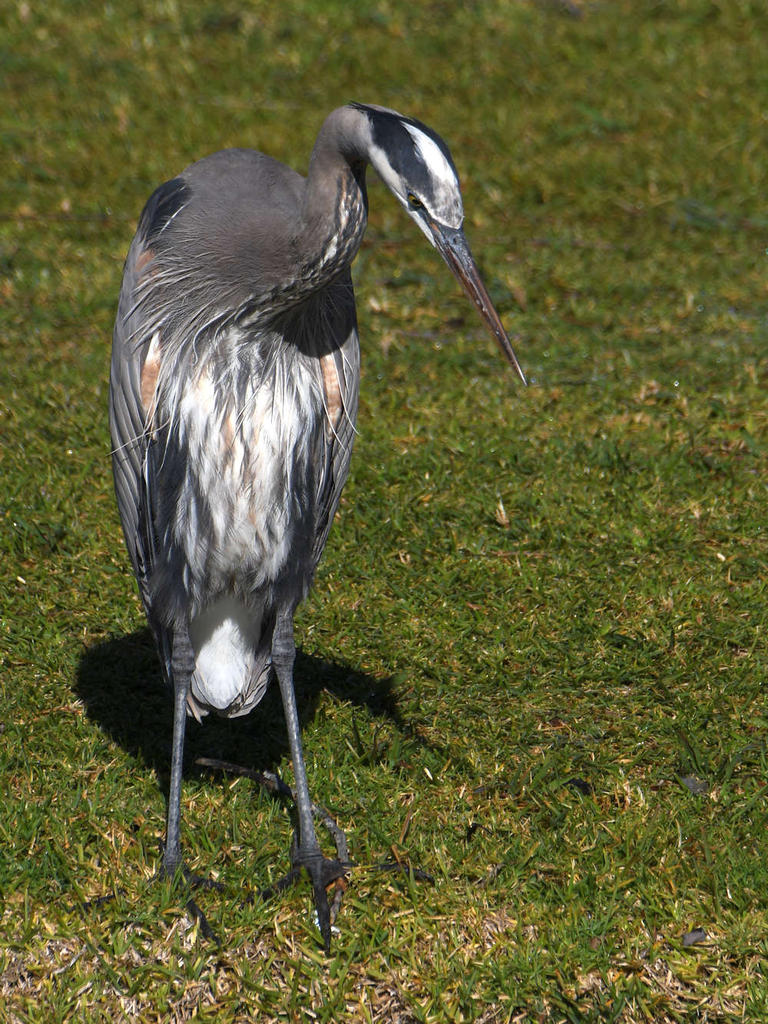 BlueHeron.jpg