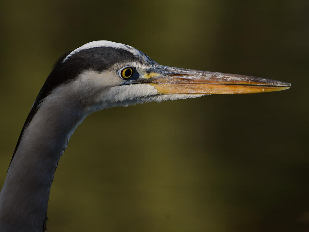 BlueHeron.jpg