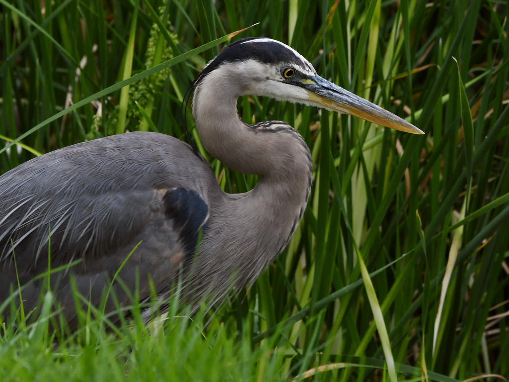 BlueHeron.jpg