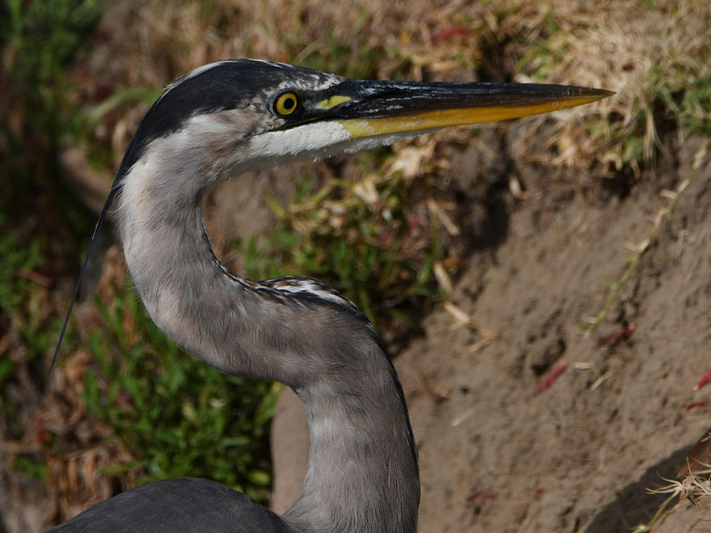 BlueHeron.jpg