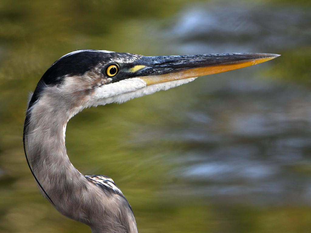 BlueHeron.jpg
