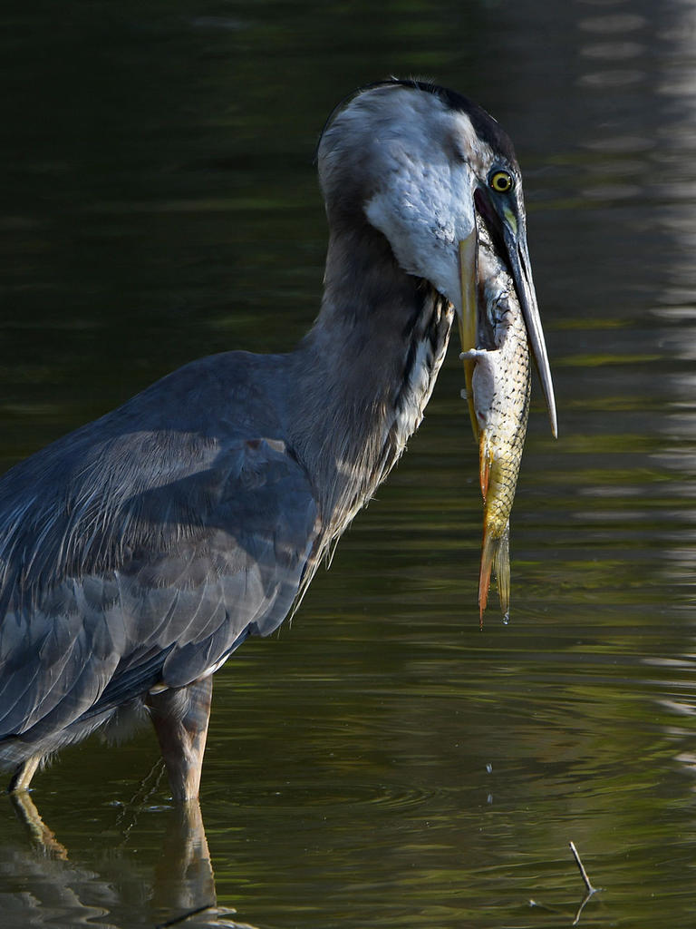 BlueHeron.jpg