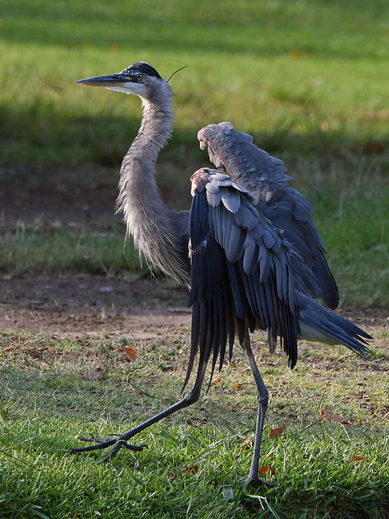 BlueHeron.jpg