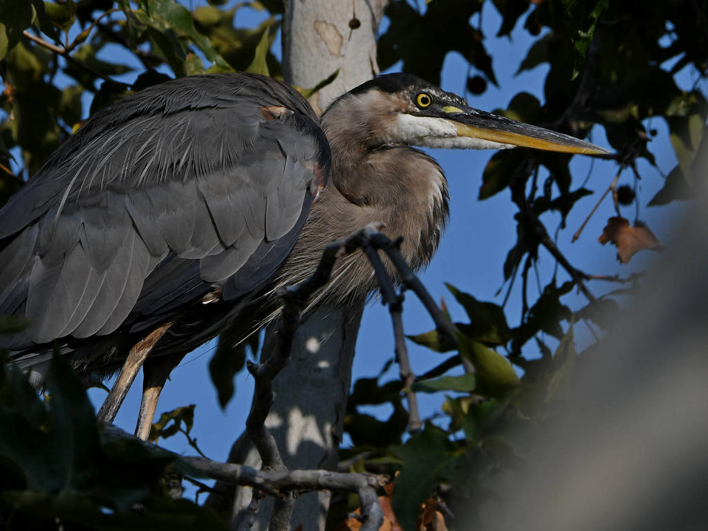 BlueHeron.jpg
