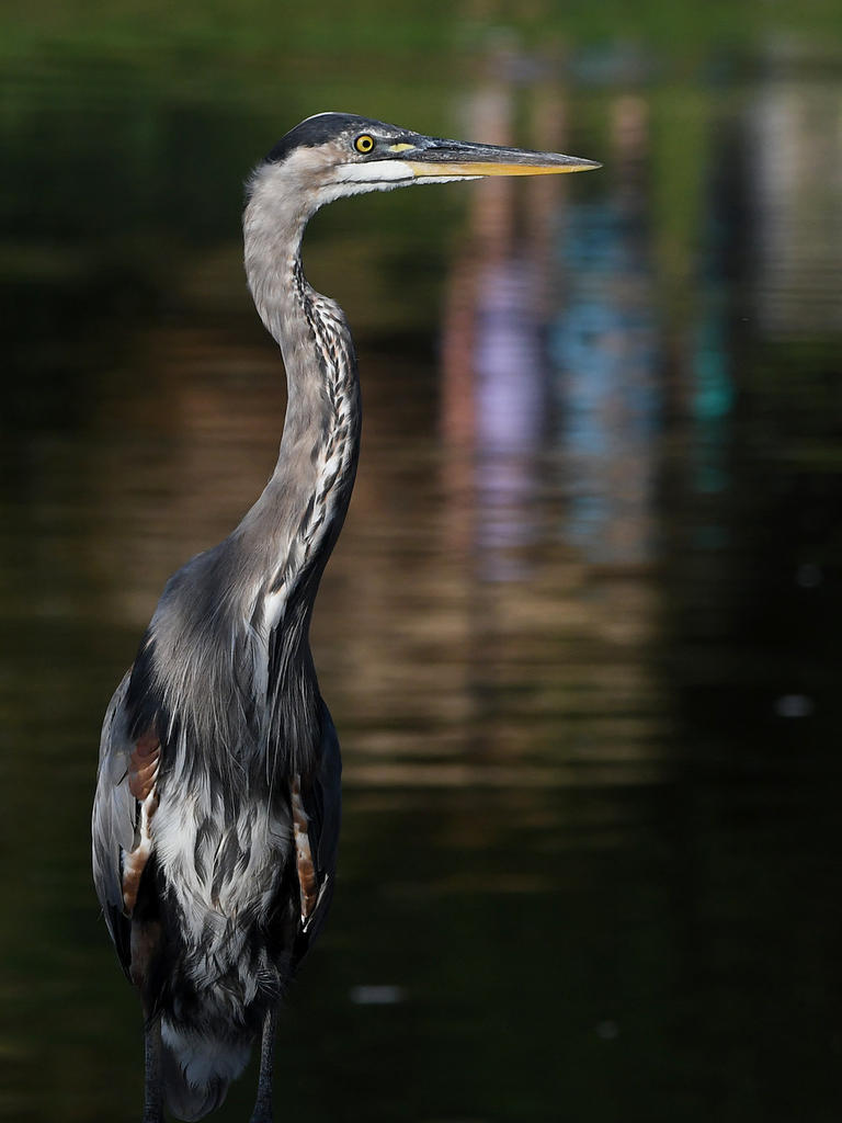 BlueHeron.jpg