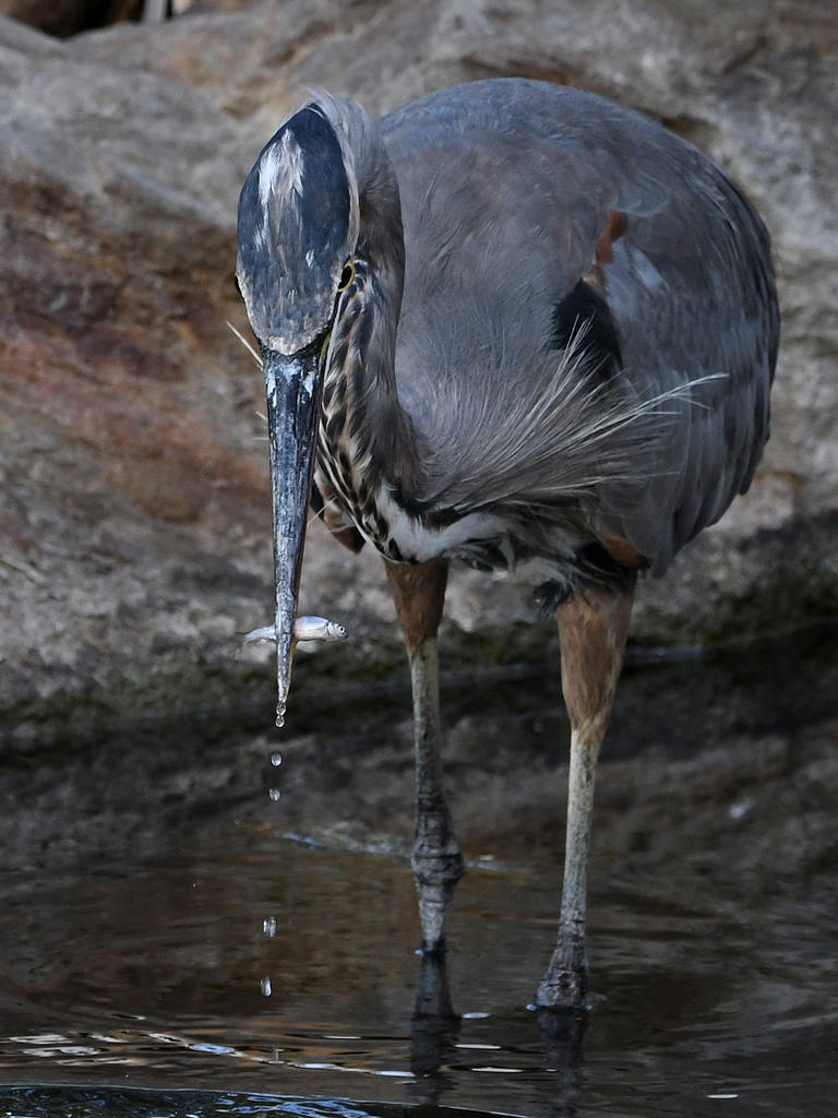 BlueHeron.jpg