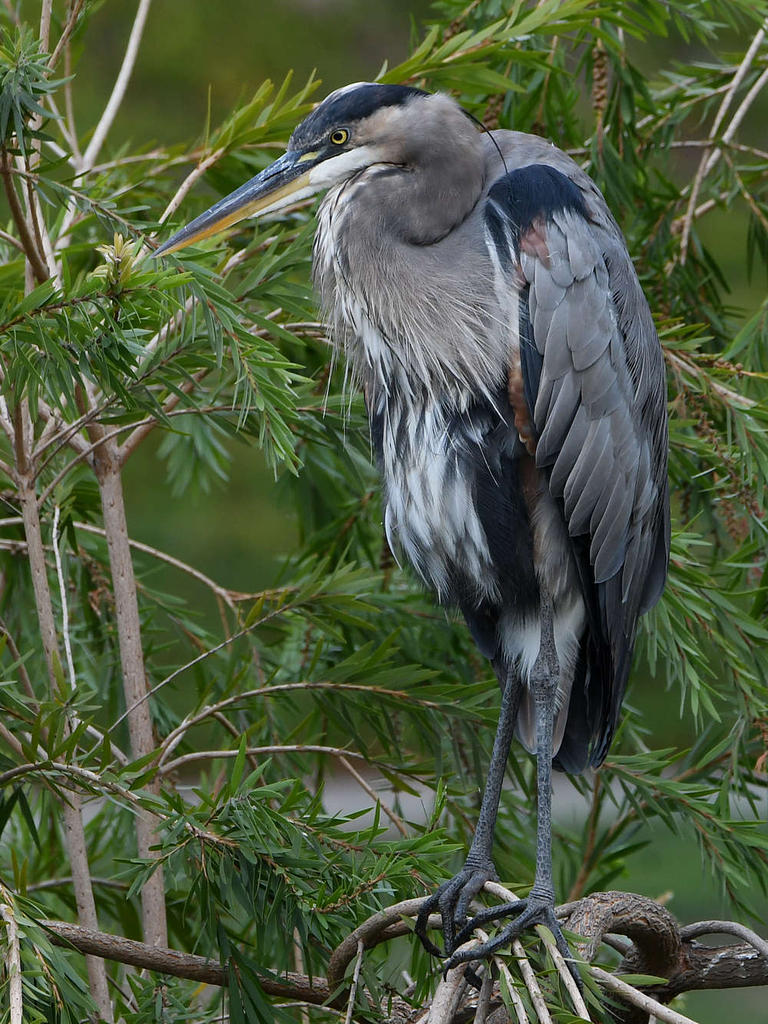 BlueHeron.jpg
