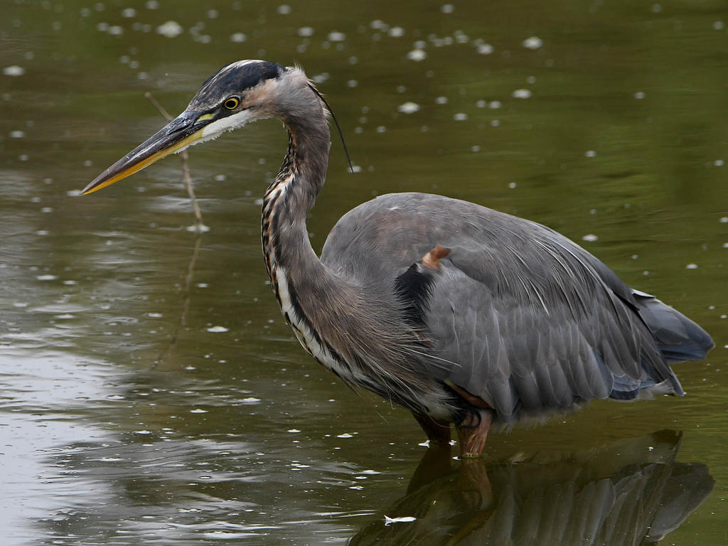 BlueHeron.jpg