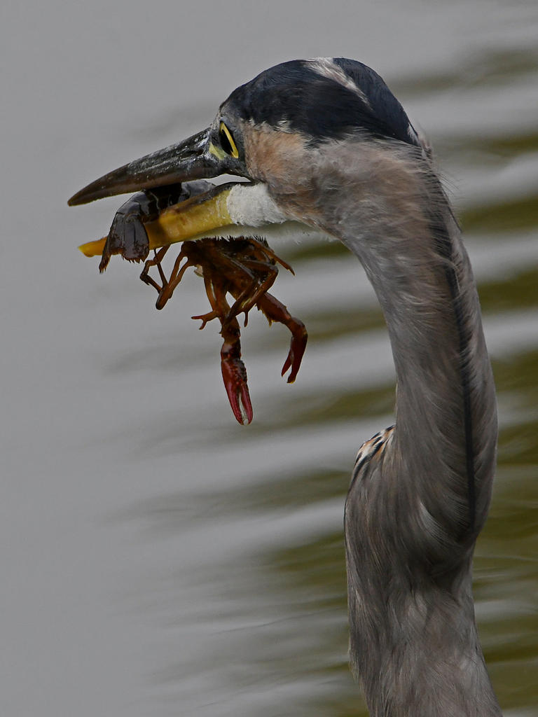 BlueHeron.jpg