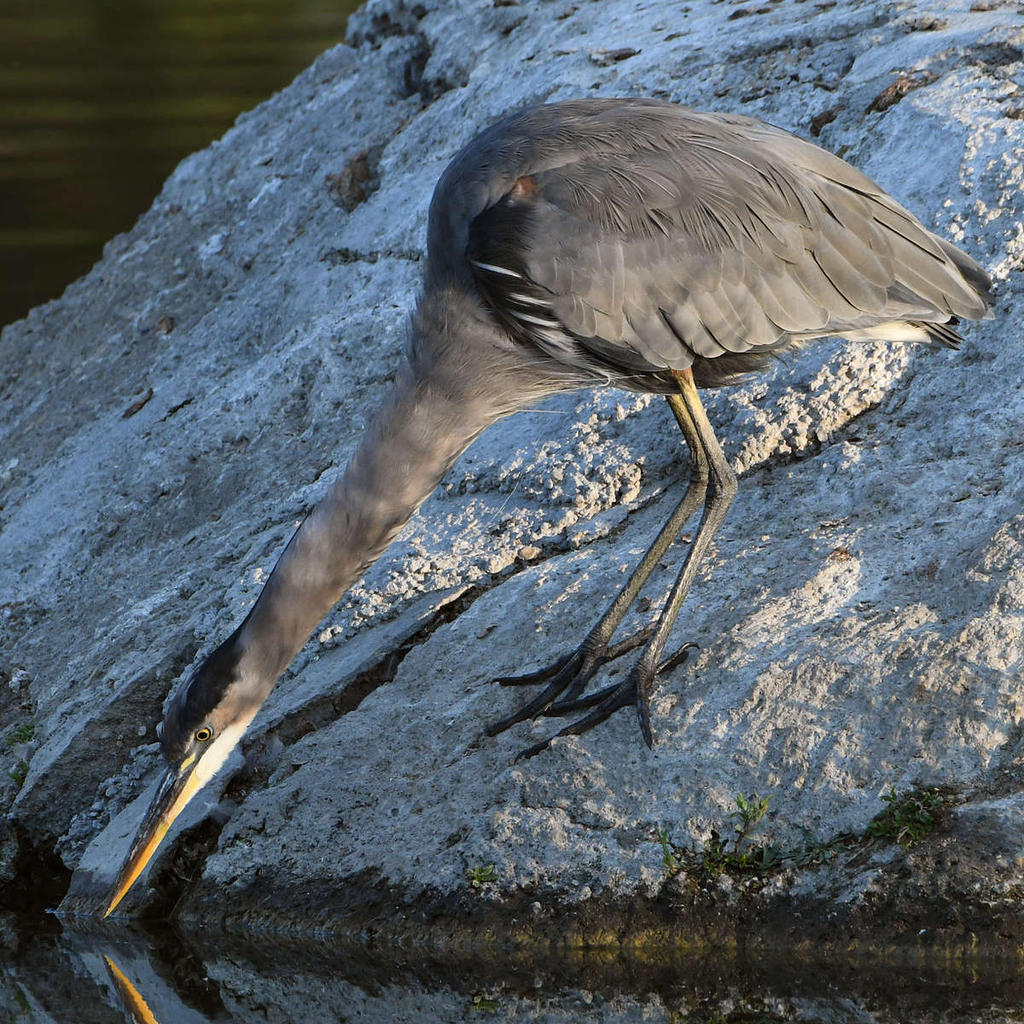 BlueHeron.jpg