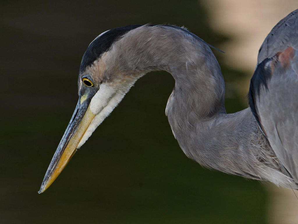 BlueHeron.jpg