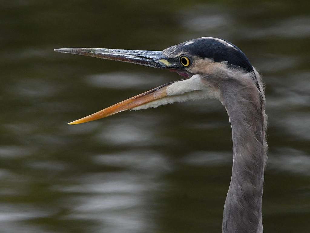 BlueHeron.jpg