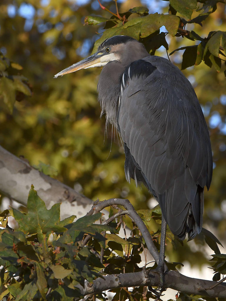 BlueHeron.jpg
