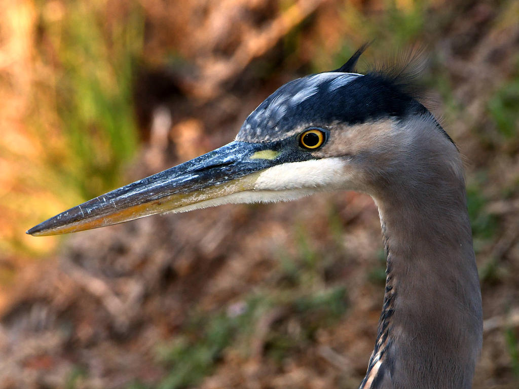 BlueHeron.jpg