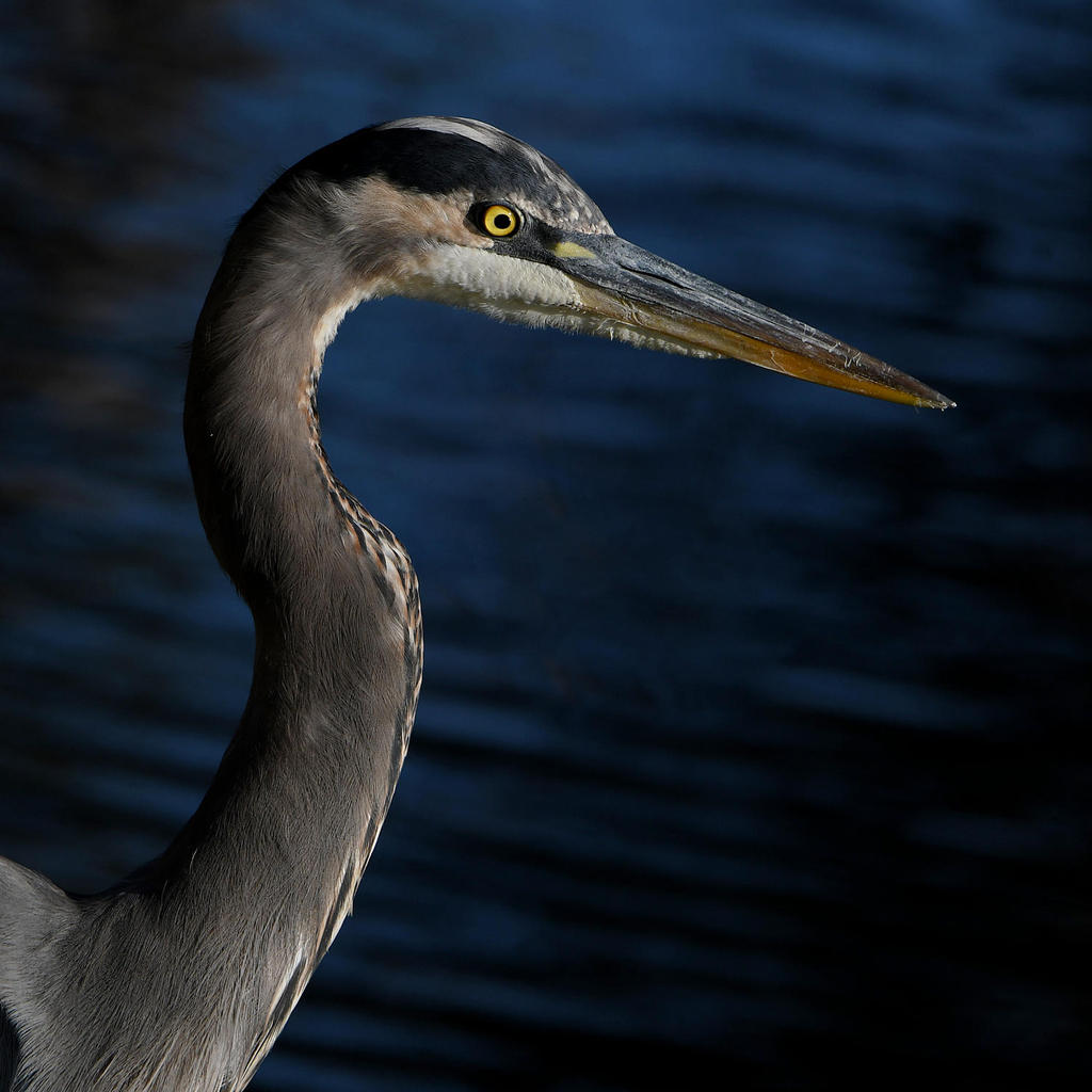 BlueHeron.jpg