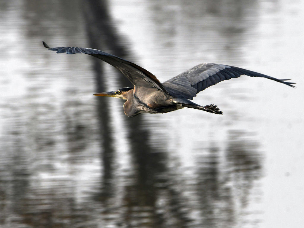 BlueHeron.jpg
