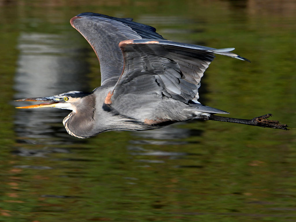 BlueHeron.jpg