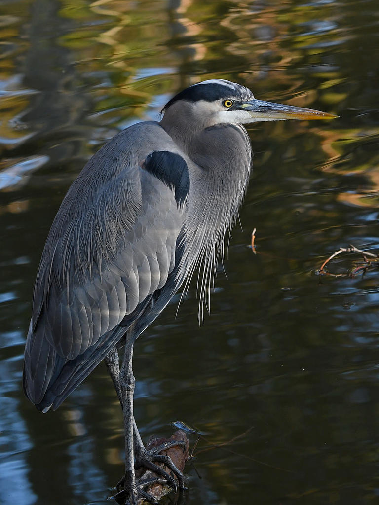 BlueHeron.jpg