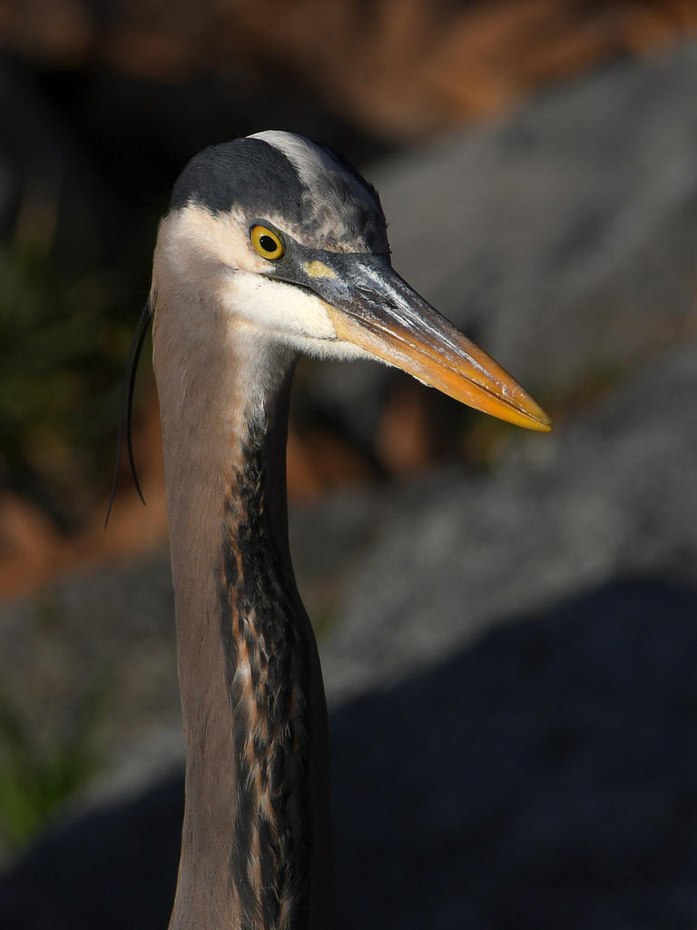 BlueHeron.jpg
