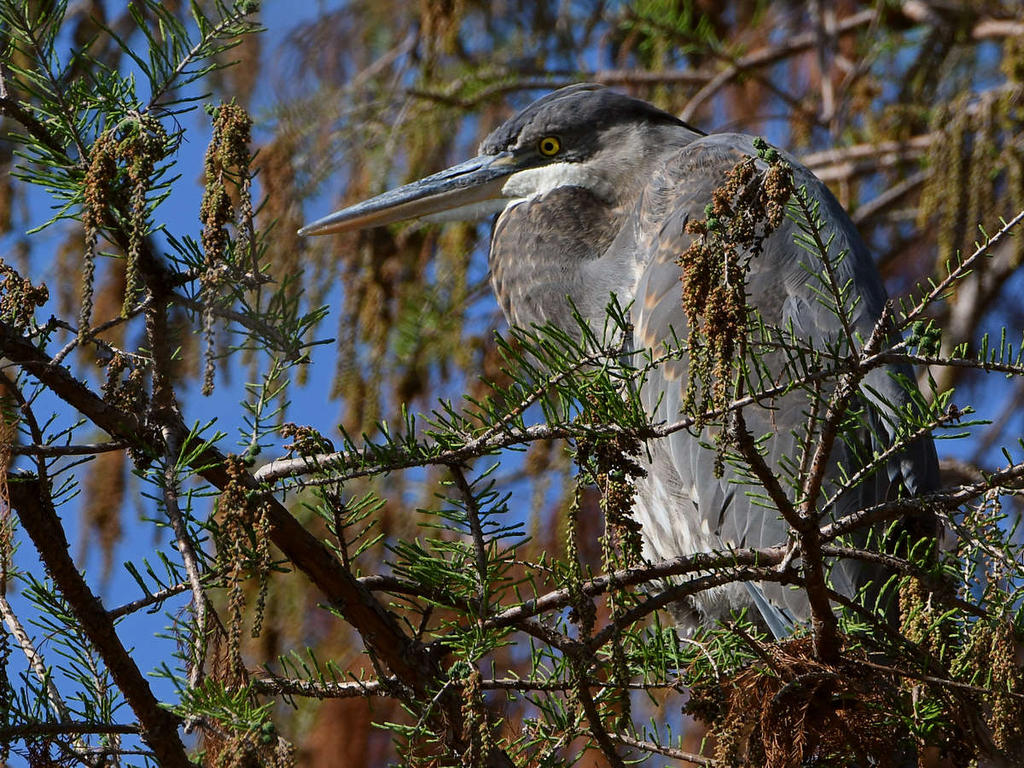 BlueHeron.jpg