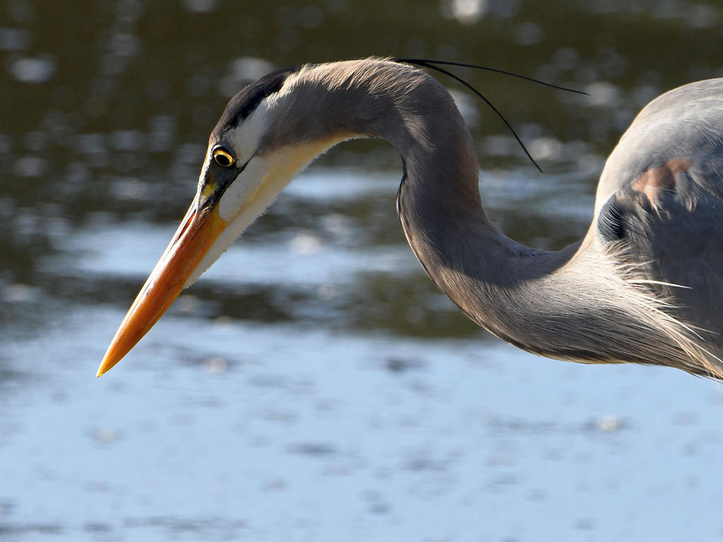 BlueHeron.jpg